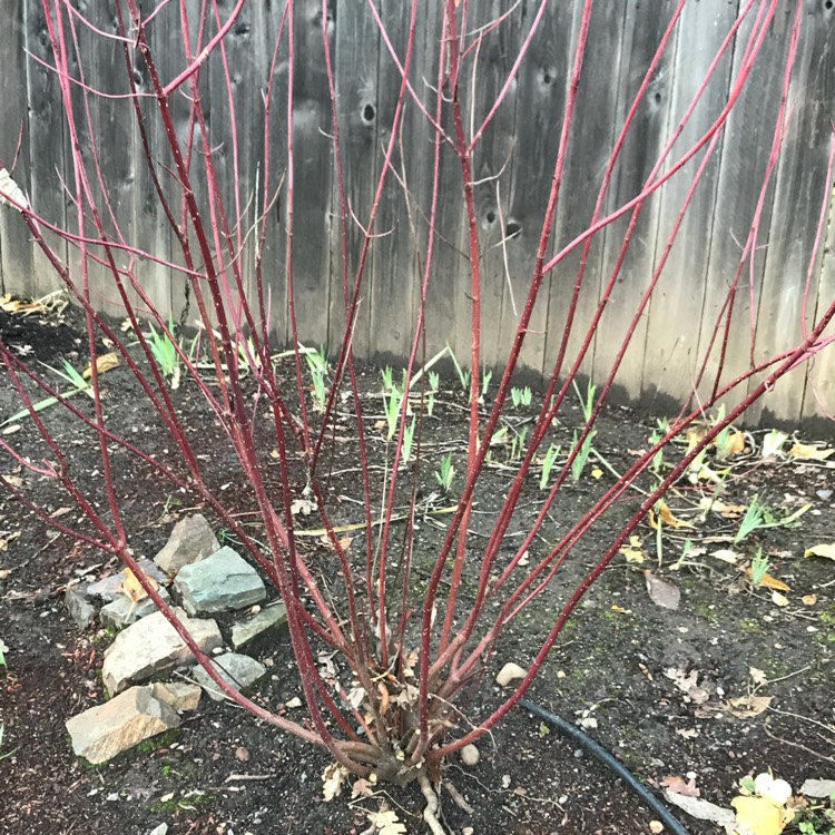 plant image 581273