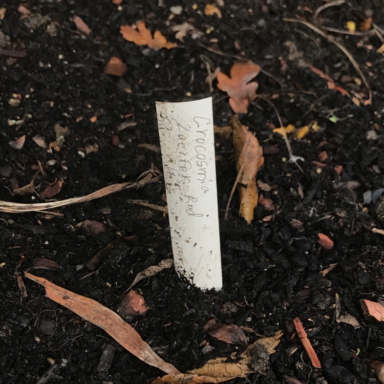 plant image 581277