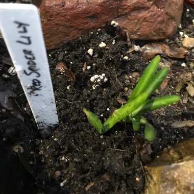 Lycoris radiata