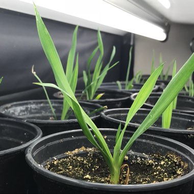 Yucca filamentosa 'Bright Edge'