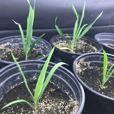 Yucca filamentosa 'Bright Edge'