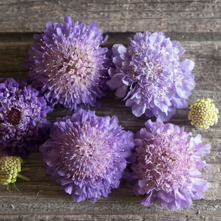 plant image 595908