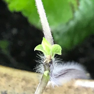 Salvia Guaranitica 'Black and Blue'