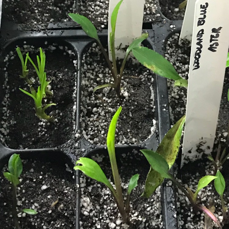 plant image 600120