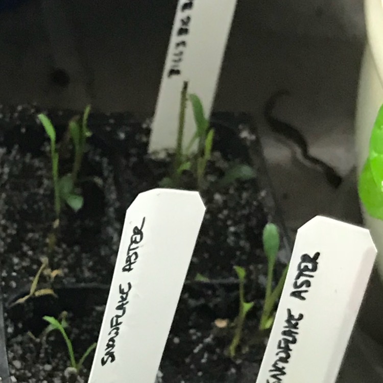 plant image 600121
