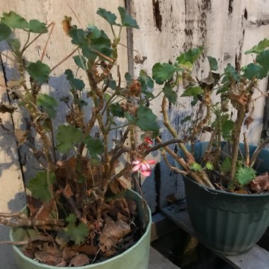 Geranium