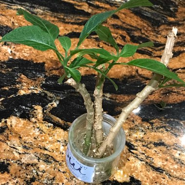 Brugmansia