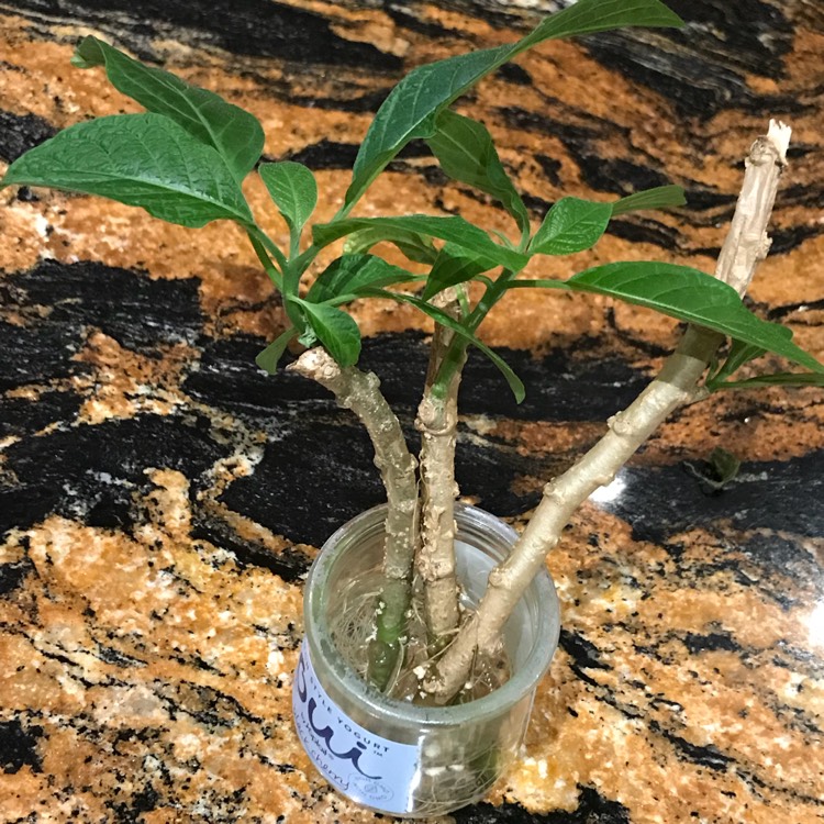 plant image 602198