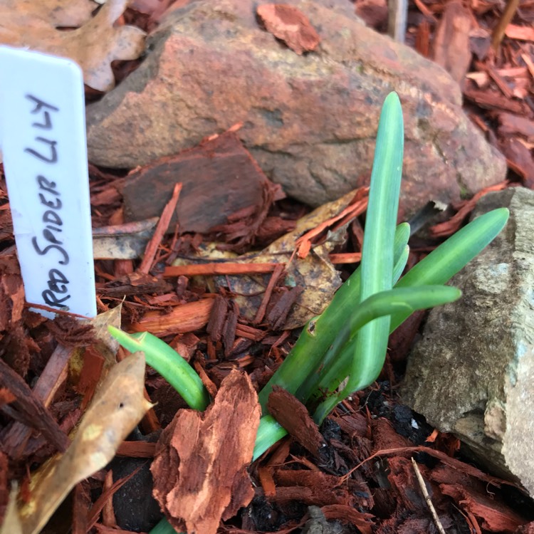plant image 603204