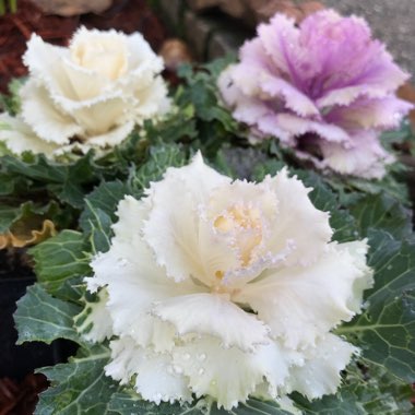 Brassica oleracea