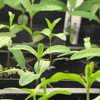 Asclepias fascicularis