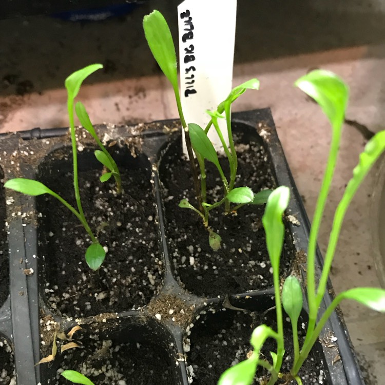 plant image 604498