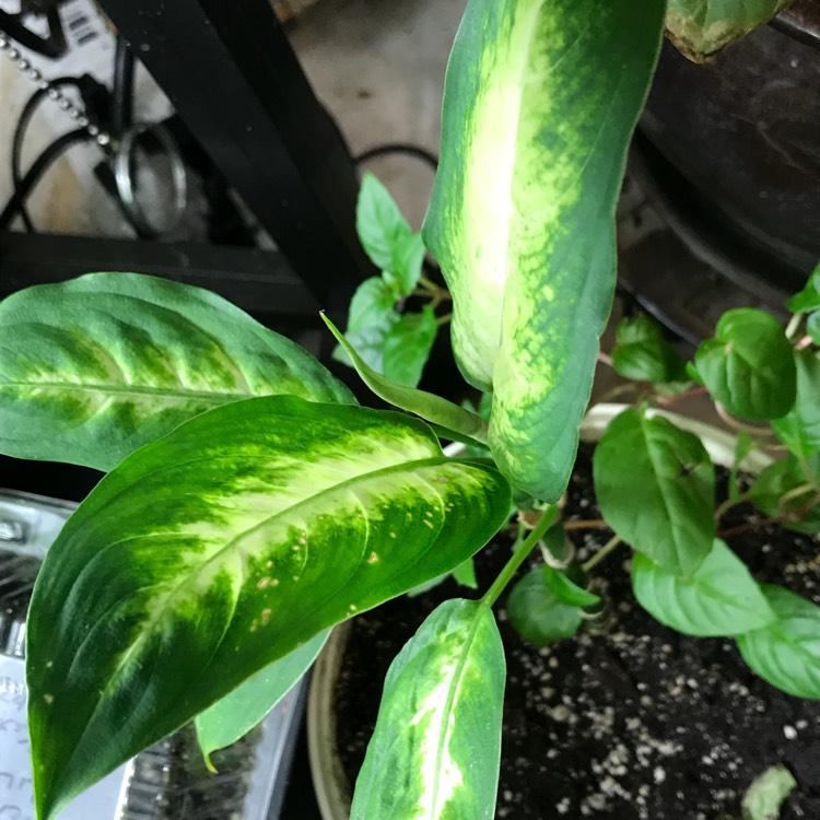 plant image 604501