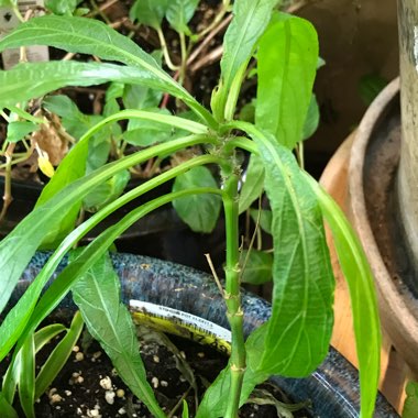 Ruellia simplex