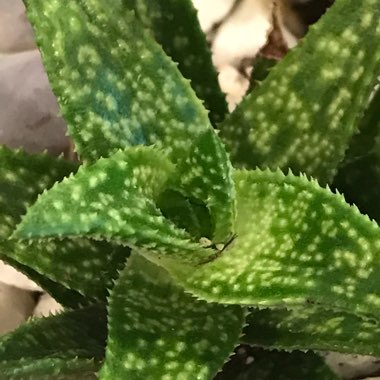 Aloe 'Juvenna'