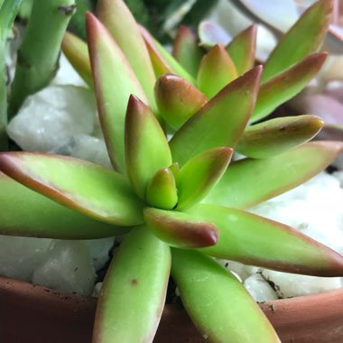 Sedum Adolphi