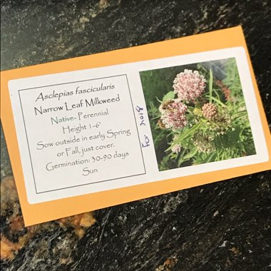 Asclepias fascicularis