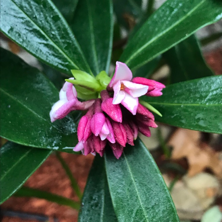plant image 613419 plant image 613419