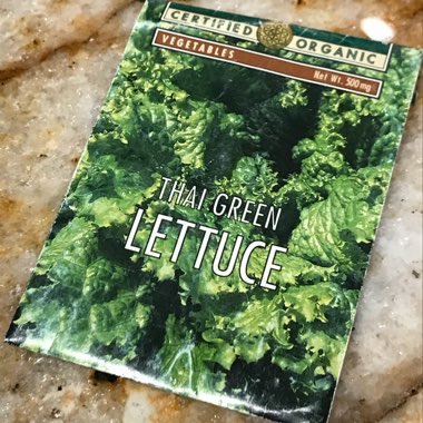 Lactuca sativa 'Thai Green'