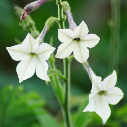 Plant image Nicotiana