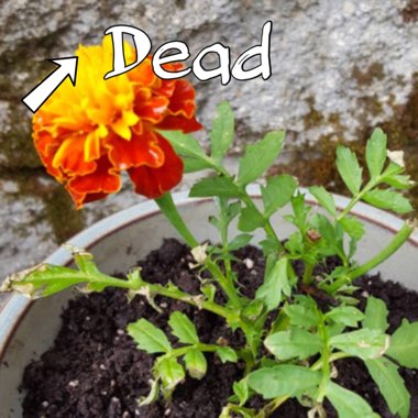 Tagetes