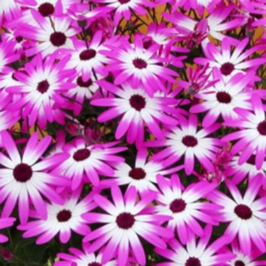 Pericallis x hybrida (Senetti Series)