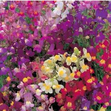Linaria maroccana 'Fairy Bouquet Group'