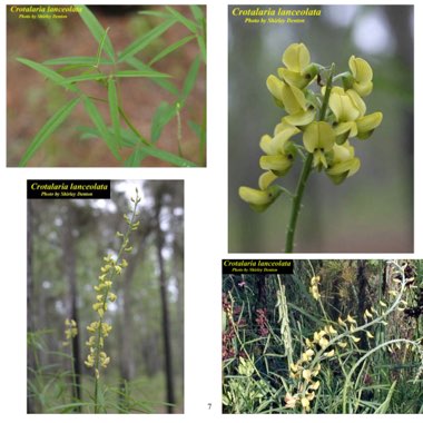 Crotalaria lanceolata