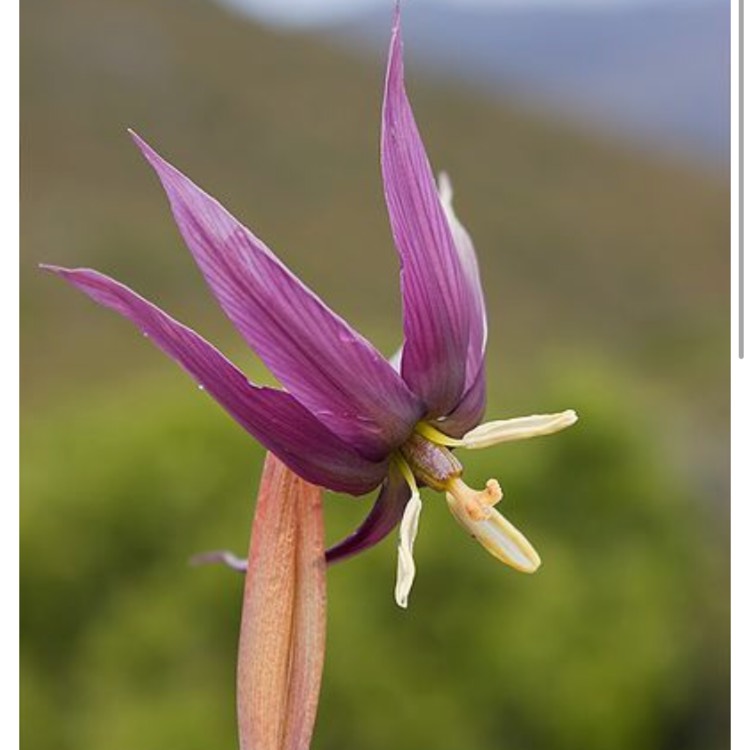 plant image 618992