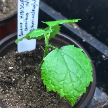 Hibiscus coccineus