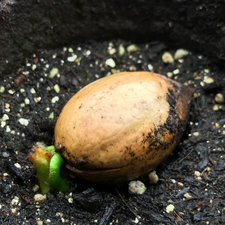 plant image 622506