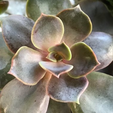 Echeveria Perle Von Nurnberg