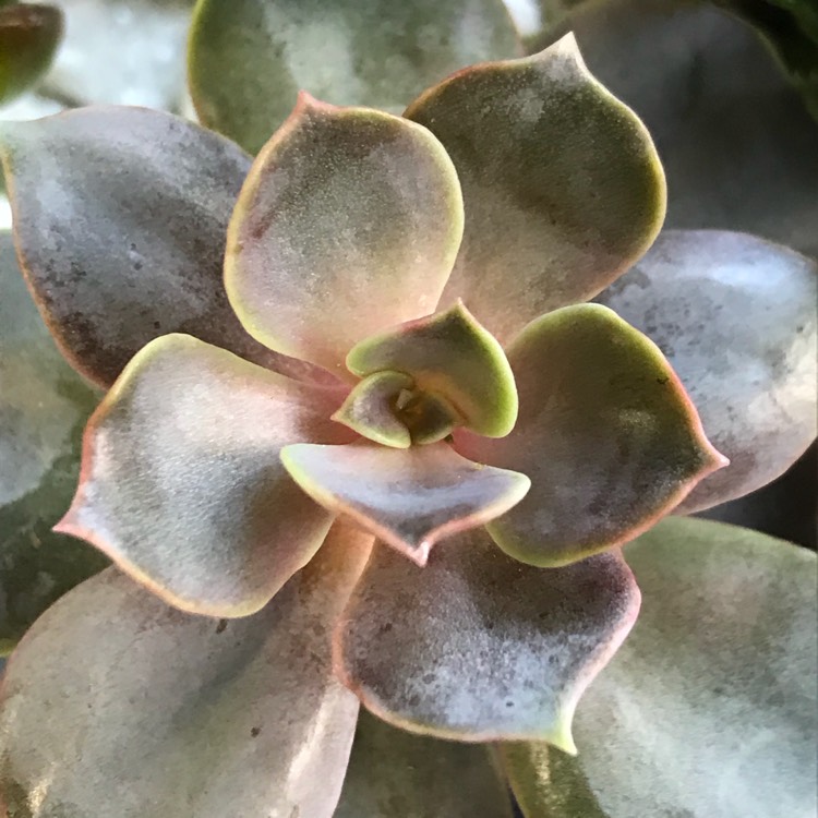 plant image 624435 plant image 624435