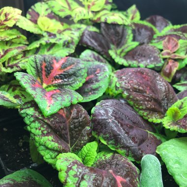 Plectranthus scutellarioides 'Rainbow Mix'