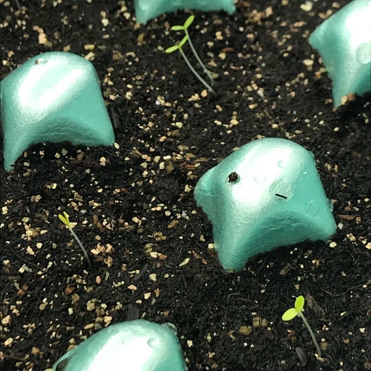 plant image 626433 plant image 626433