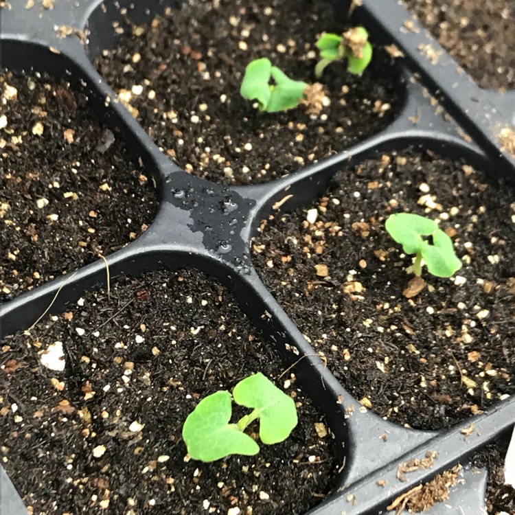 plant image 626863