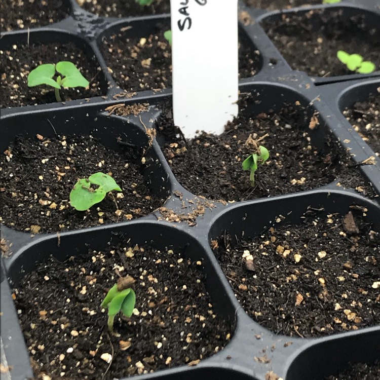 plant image 626866