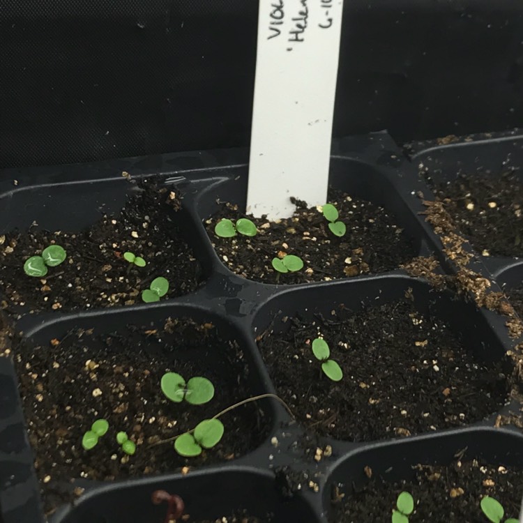 plant image 626873