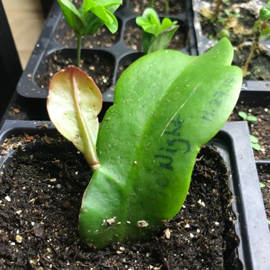 Epiphyllum oxypetalum