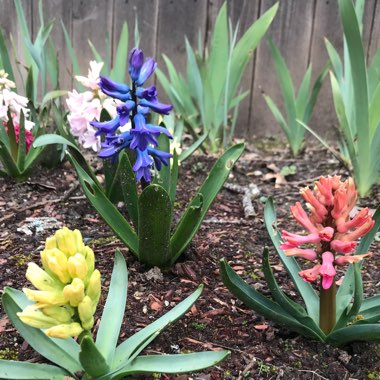 Hyacinthus orientalis