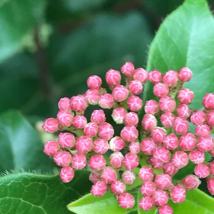 Plant image Viburnum tinus 'Macrophyllum'