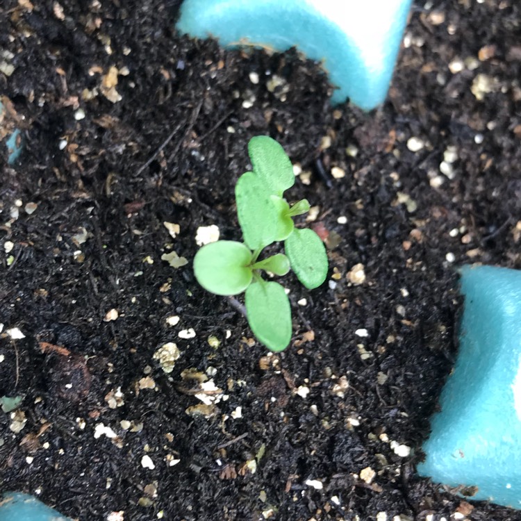 plant image 631479 plant image 631479
