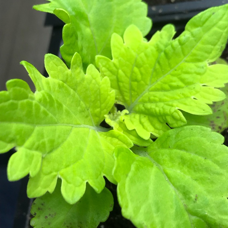 plant image 631515 plant image 631515