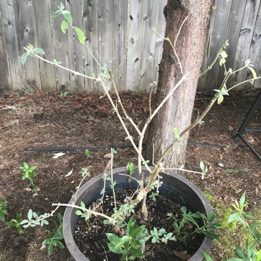 Buddleja