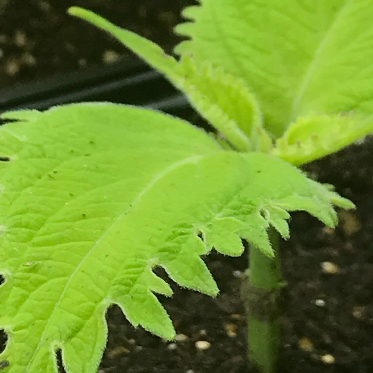 plant image 633824 plant image 633824