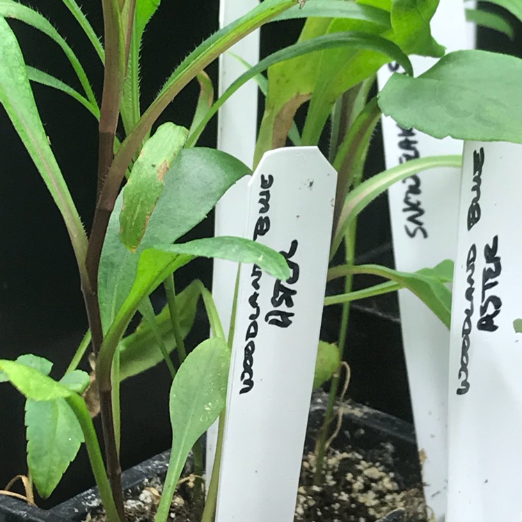 plant image 633828