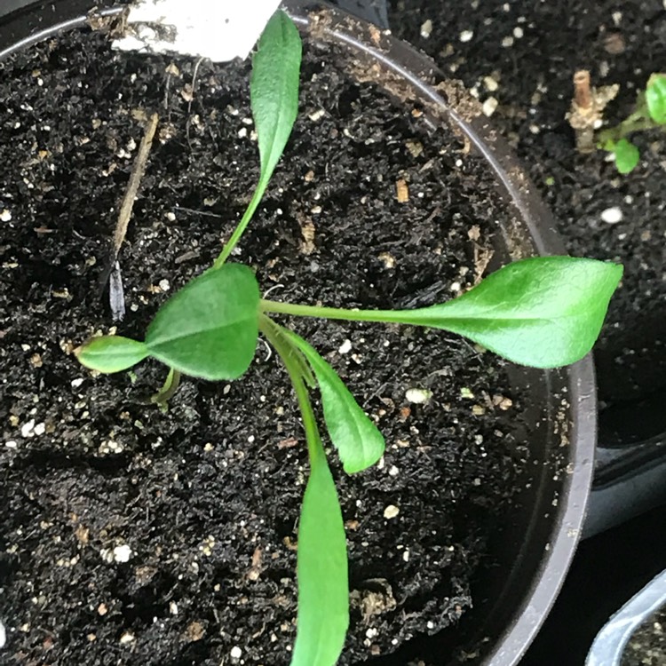 plant image 633829
