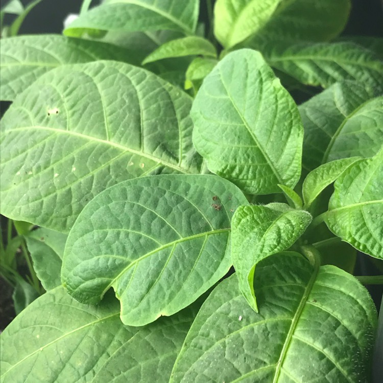 plant image 633835