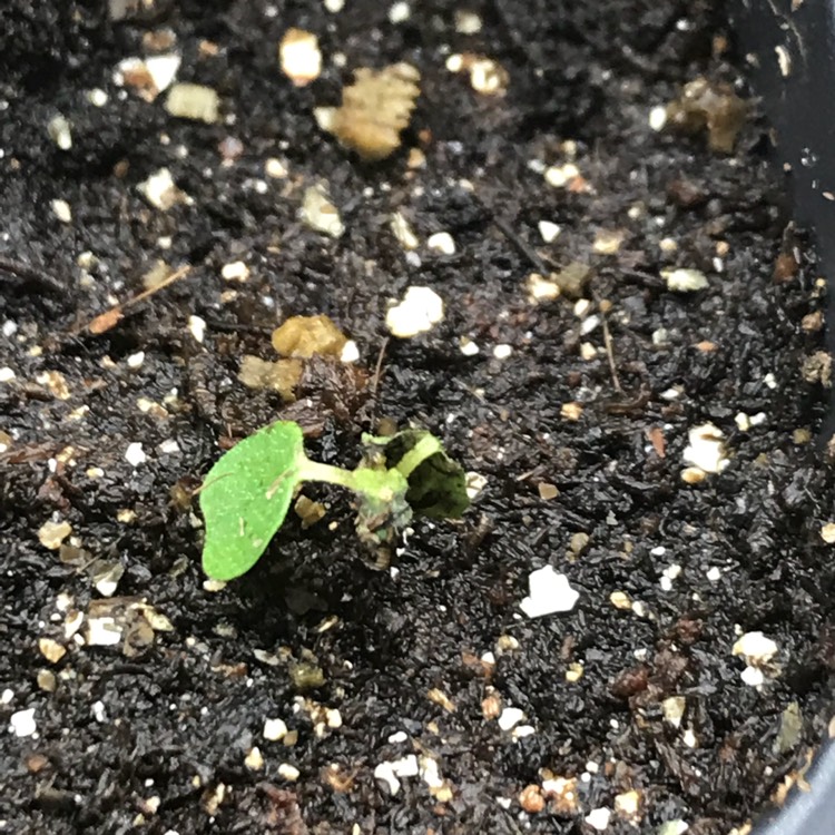 plant image 633854
