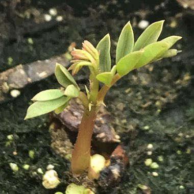 Caesalpinia pulcherrima syn. Caesalpinia lutea
